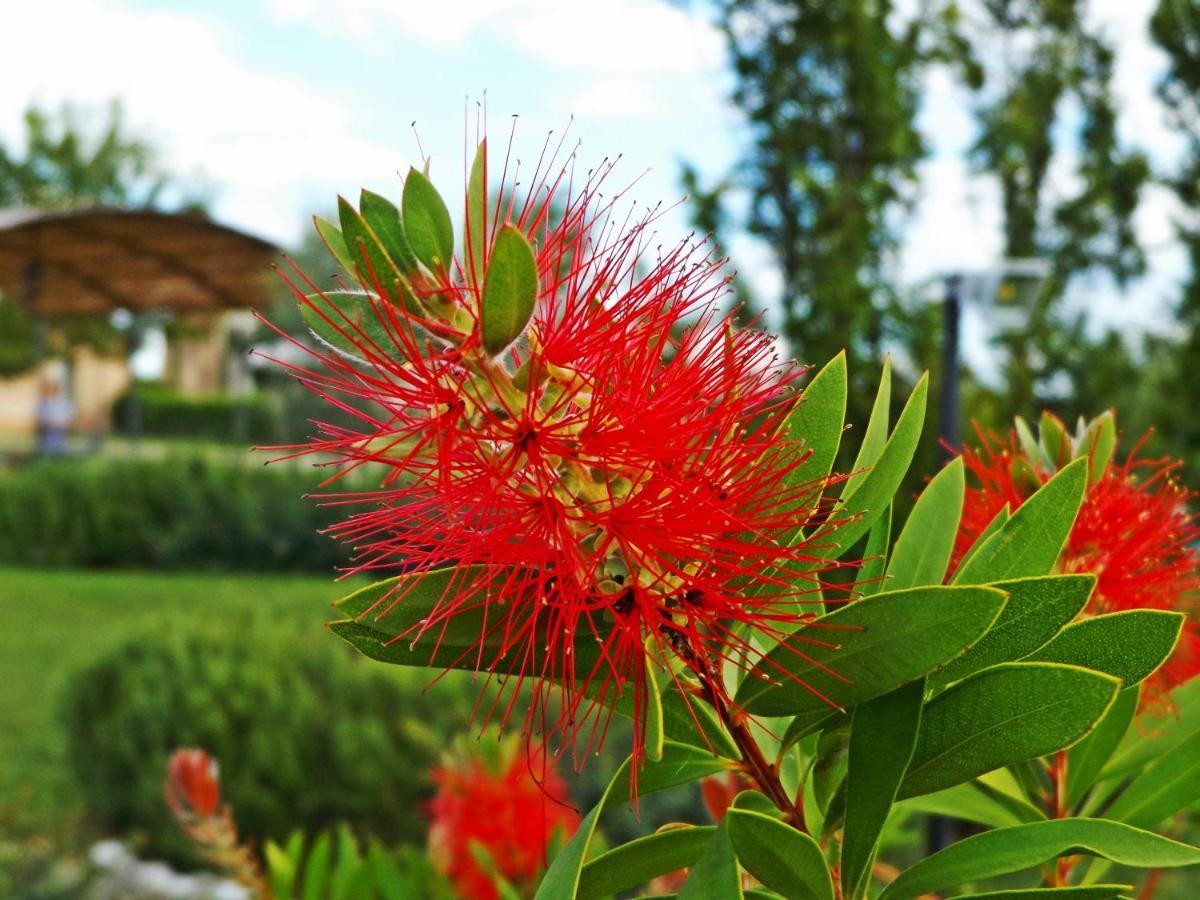 Casa Vacanze La Fiorita Terontola Rom bilde